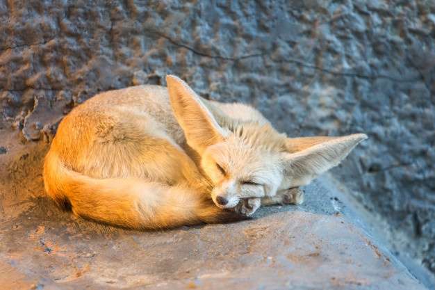 Volpe Fennec puzzle online