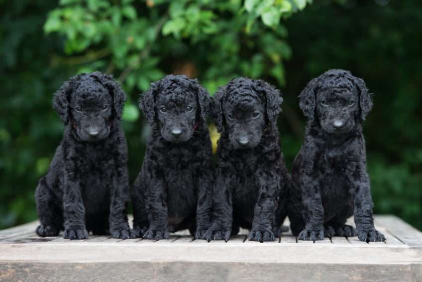 CURLY COATED RETRIEVER jigsaw puzzle online
