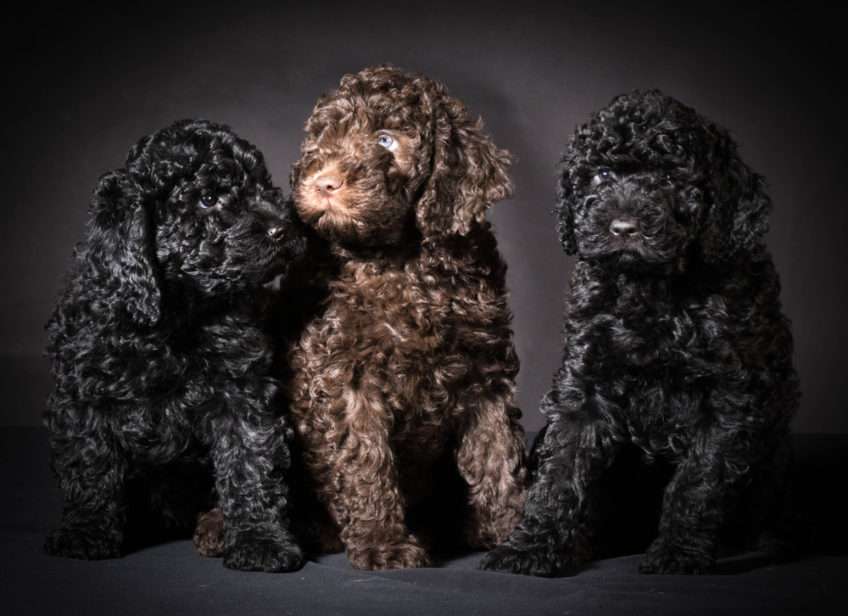 Barbet (French Water Dog) online puzzle