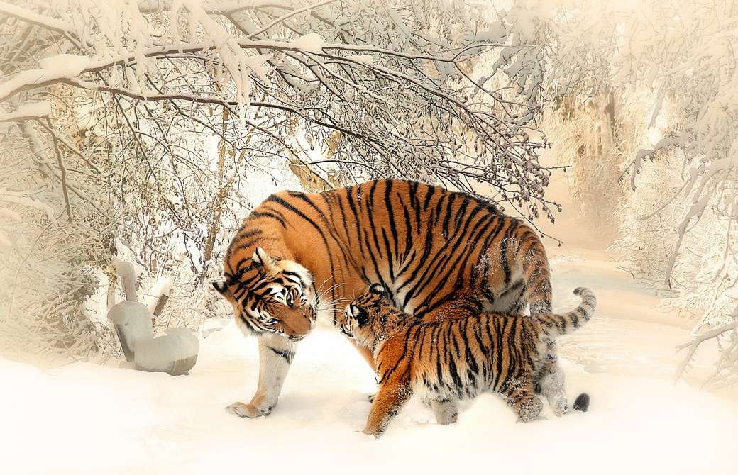 Család - tigrisek kirakós online