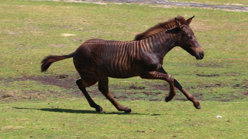 Zebra běží skládačky online
