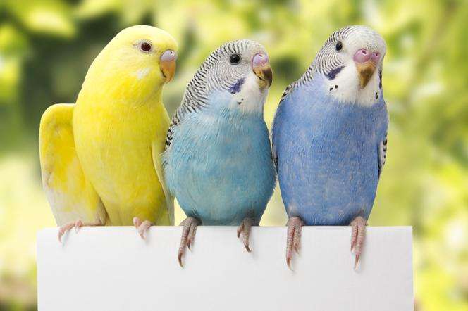 милые попугаи онлайн-пазл