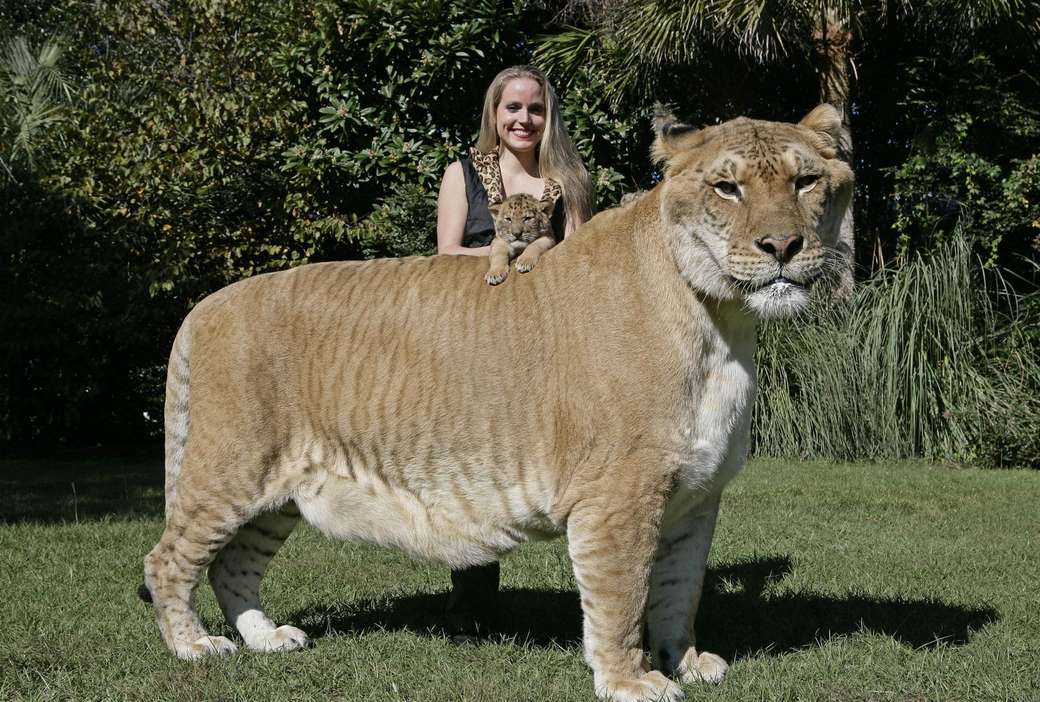 Ένα πολύ μεγάλο liger παζλ online
