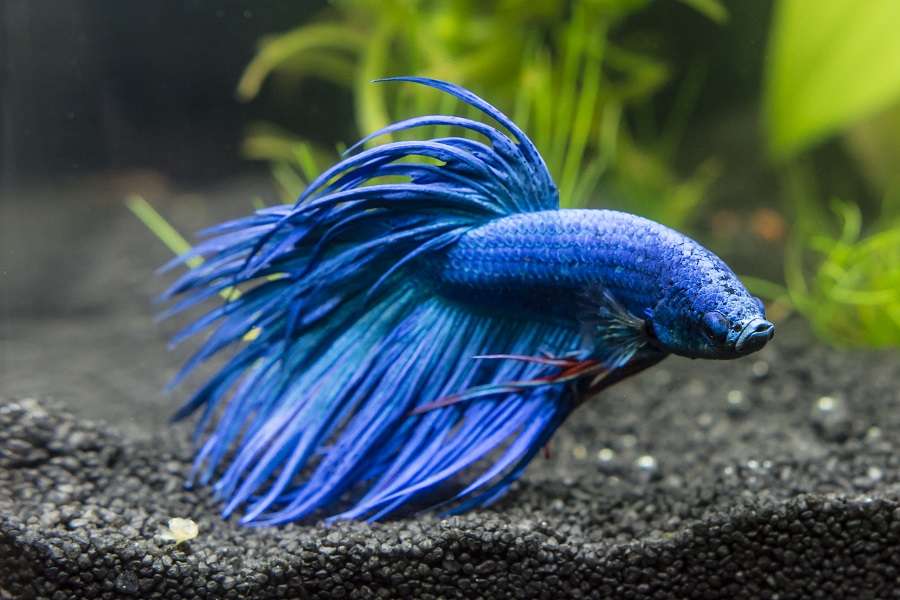 блакитна риба пазл онлайн
