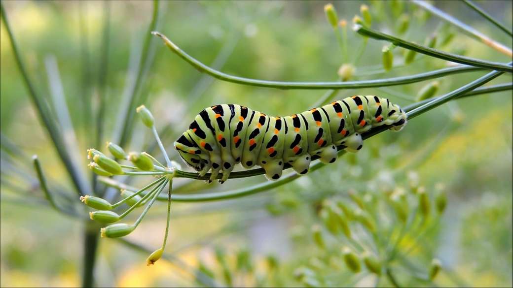 Uma lagarta em uma planta puzzle online
