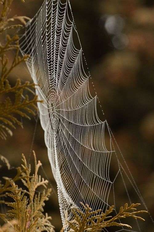 Ιστός αράχνης  онлайн пъзел