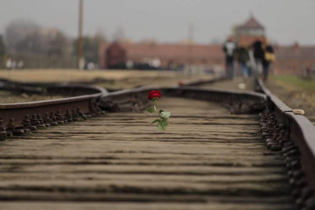茶色の電車のレールに赤いバラの花 ジグソーパズルオンライン