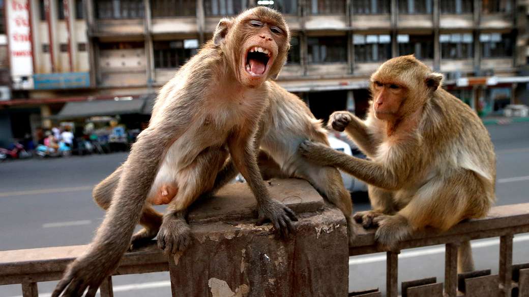 οι μαϊμούδες online παζλ
