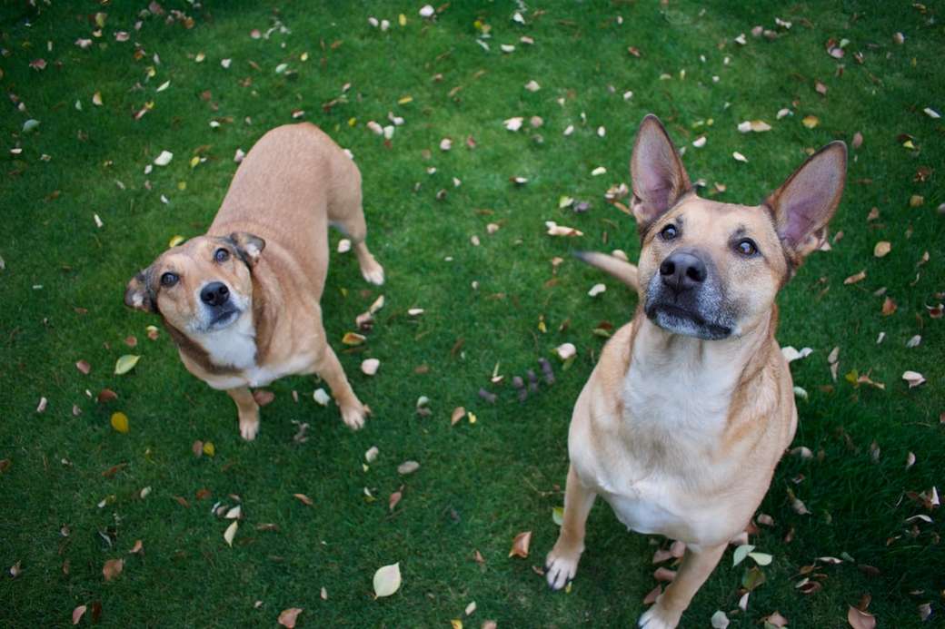 twee bruine hond staande op groen gras legpuzzel online