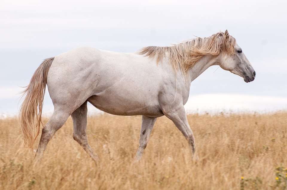 Τα άλογα είναι φοβερά παζλ online