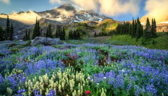 Blumenwiese auf einem Hintergrund der Berge Puzzlespiel online