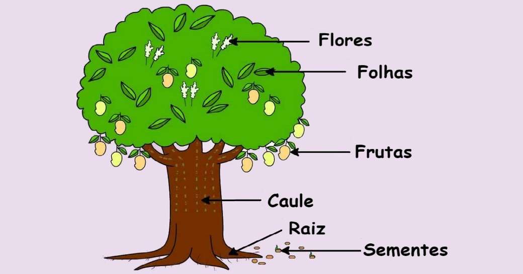 AS PARTES DAS PLANTAS - puzzle online