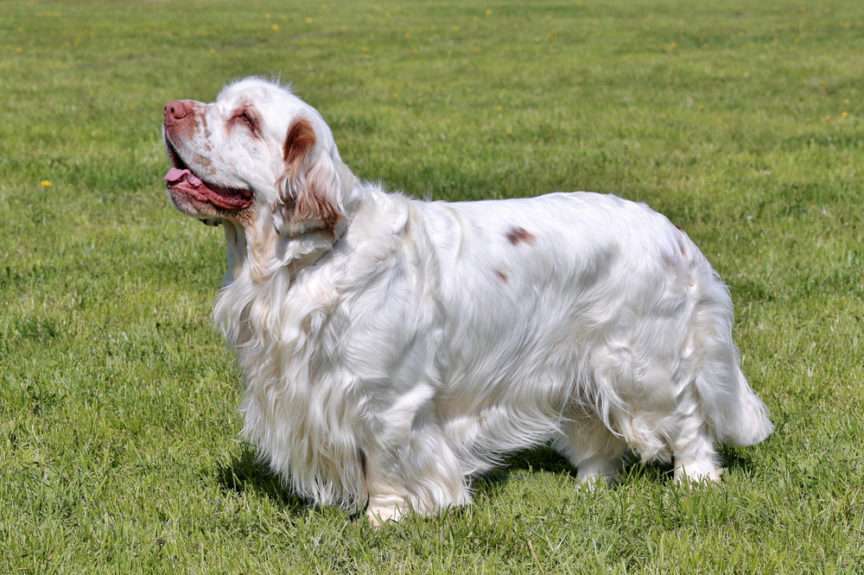 CLUMBER SPANIEL puzzle online