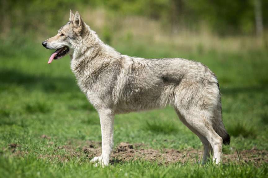 Saarloos Wolfdog rompecabezas en línea