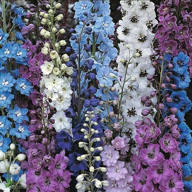 Λουλούδια  онлайн пъзел