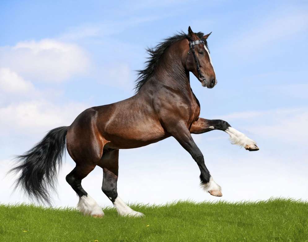馬は素晴らしいです。 ジグソーパズルオンライン
