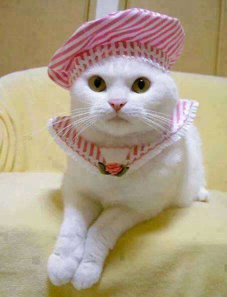 weißes Kätzchen mit einem rosa Hut Puzzlespiel online