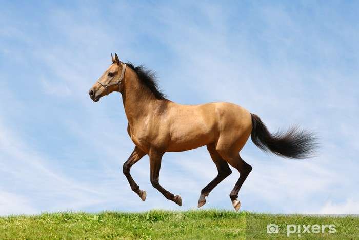 Koně jsou úžasní skládačky online