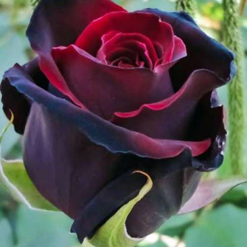 двуцветна роза онлайн пъзел