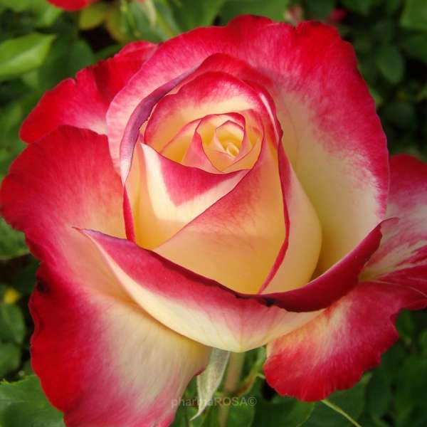 hermosa rosa rompecabezas en línea