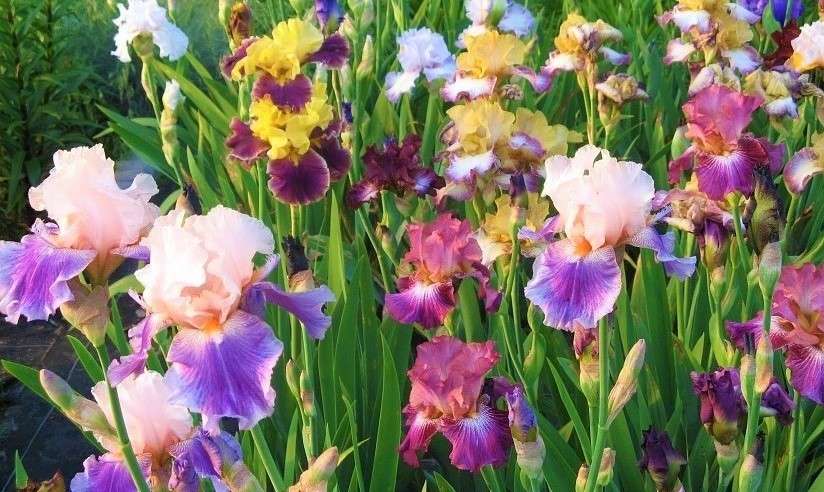 Градински цветя, ириси онлайн пъзел