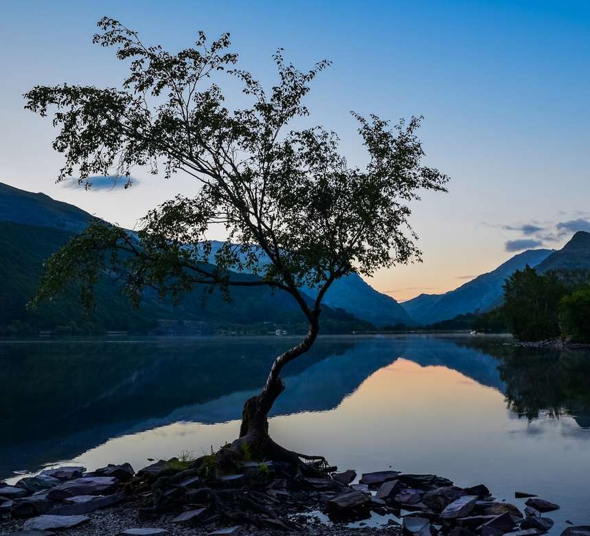 grüner Baum in der Nähe von See während des Tages Online-Puzzle