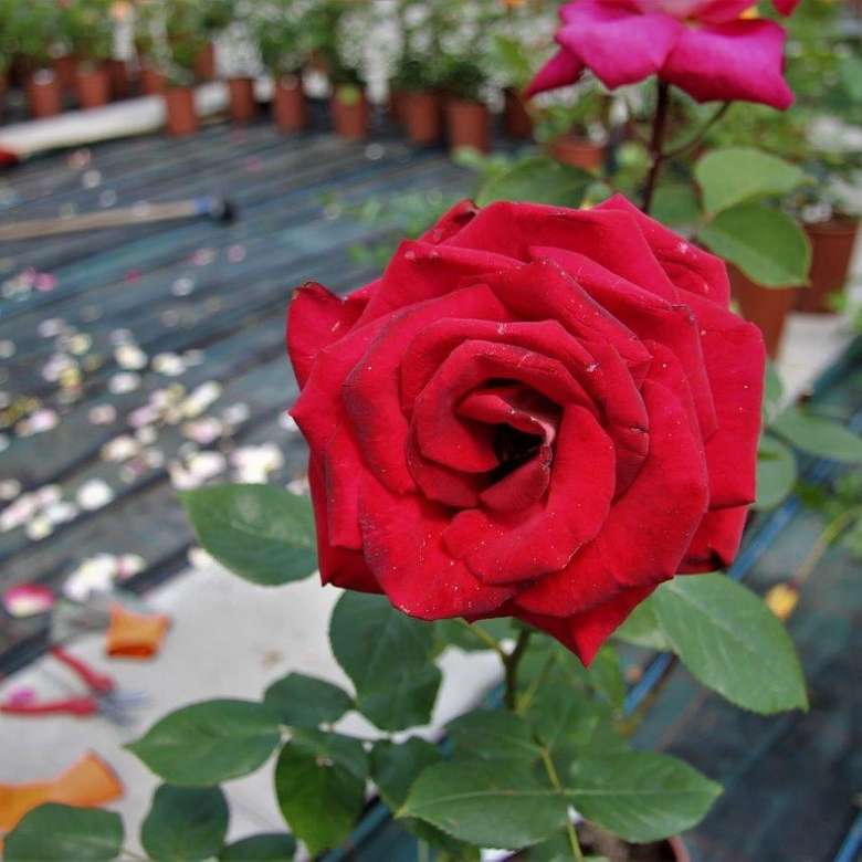 красивая красная роза онлайн-пазл