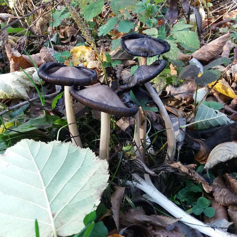 cogumelos pretos na floresta puzzle online