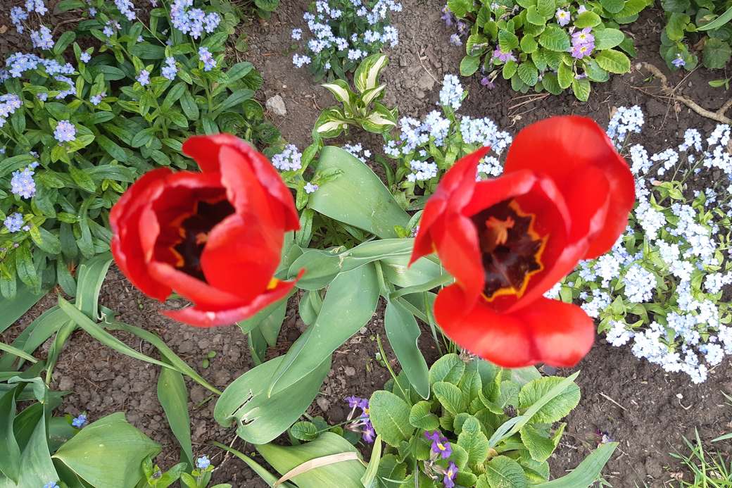 piros tulipánok online puzzle