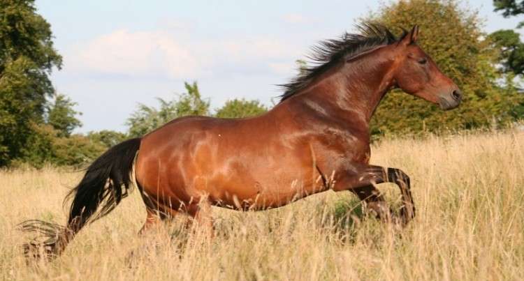 The horses are awesome jigsaw puzzle online