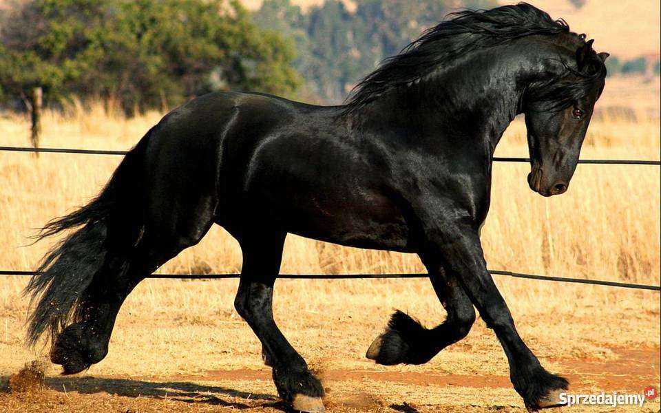 En vacker frisisk häst Pussel online