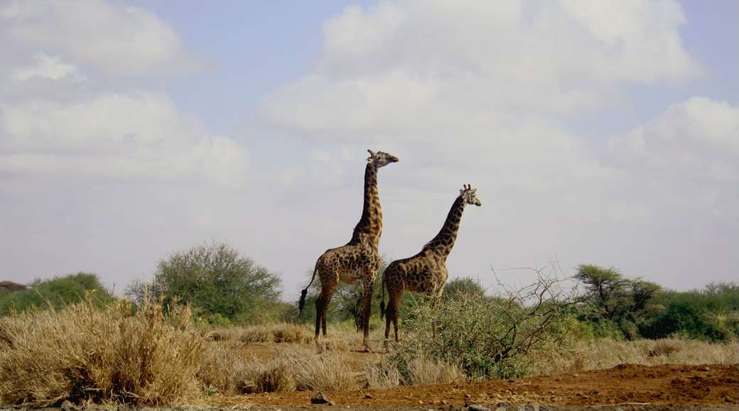 deux animaux girafe puzzle en ligne