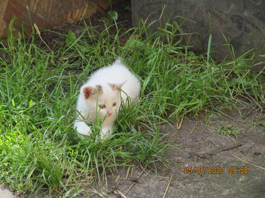 белый котенок онлайн-пазл