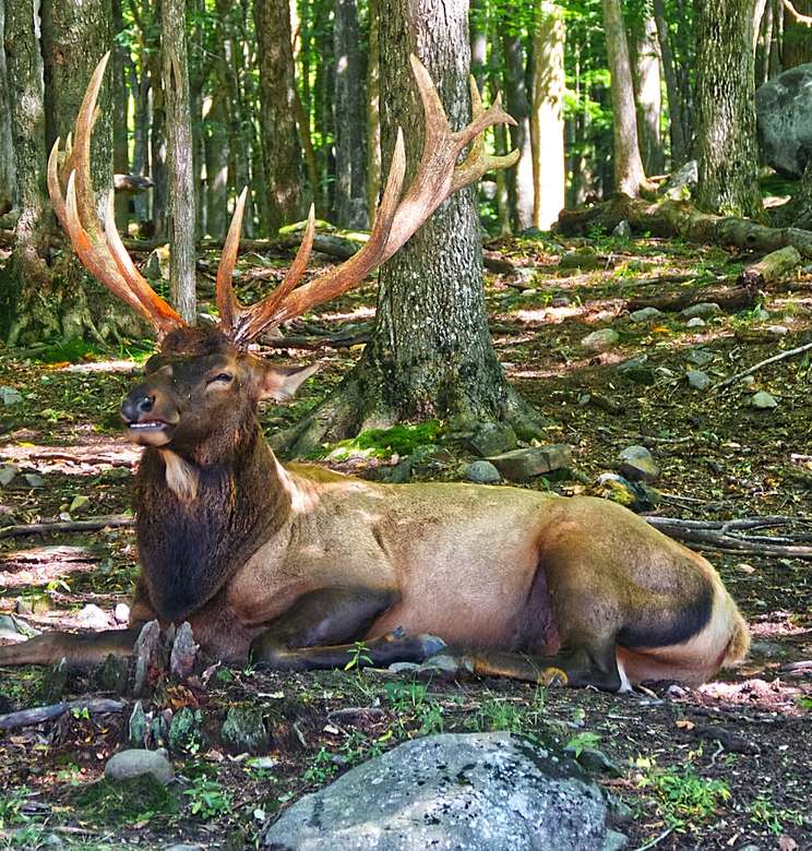 brown deer lying on ground jigsaw puzzle online