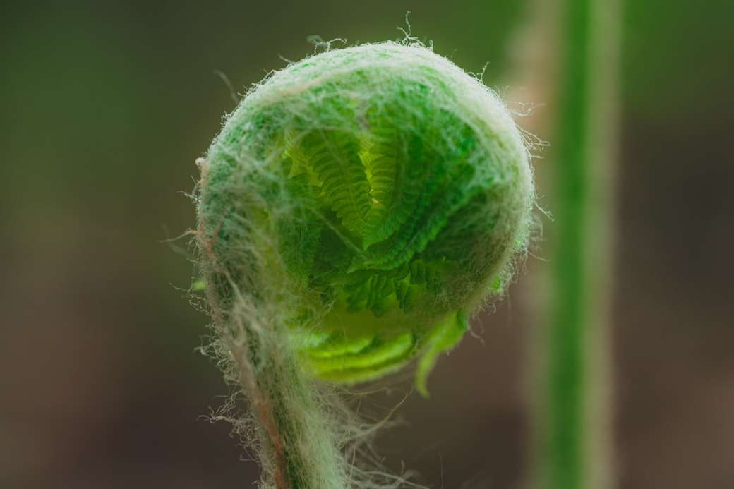 groene ronde plant in close-up fotografie online puzzel