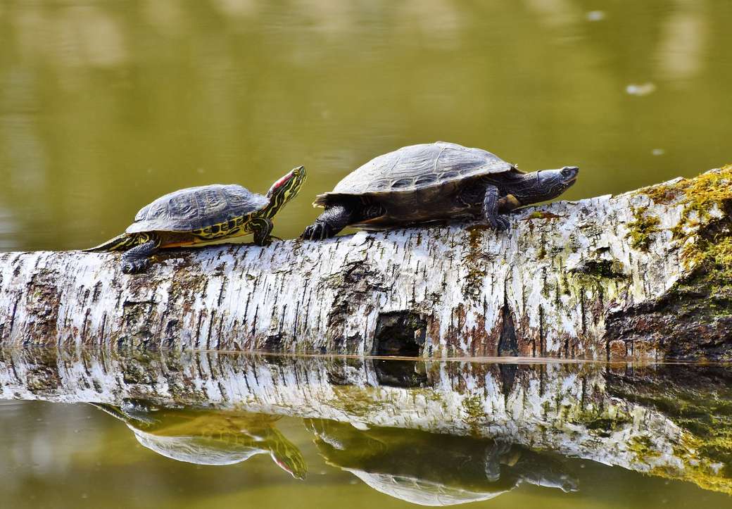 Sköldpaddor på promenad pussel på nätet