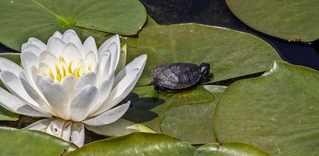 Flor de Lotus quebra-cabeças online