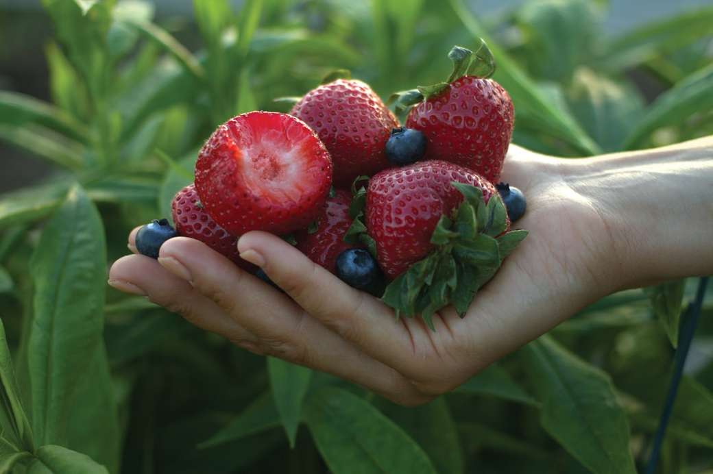 Горсть ягод в саду. онлайн-пазл