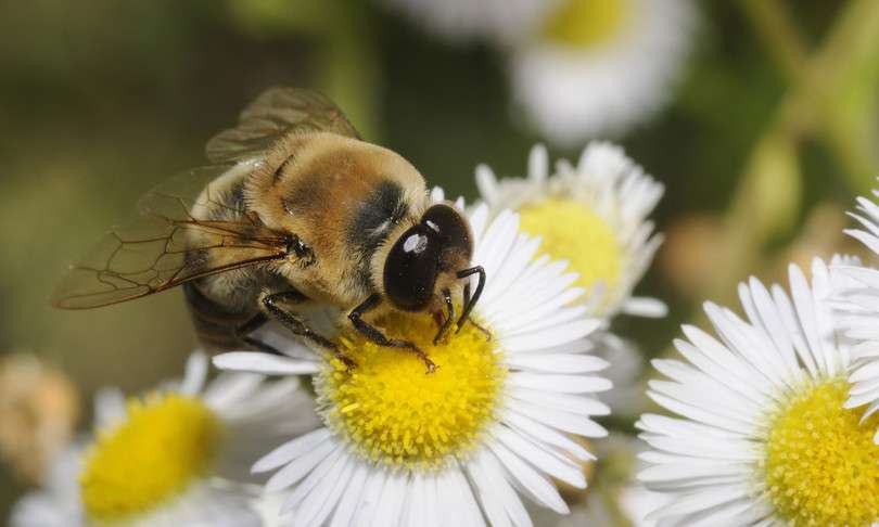 Die Biene und die Blumen Online-Puzzle