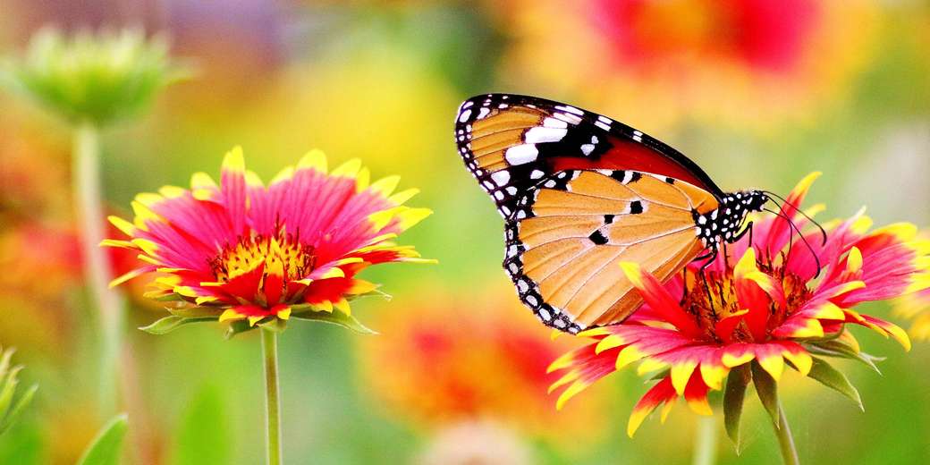 der Snack der Schmetterlinge Puzzlespiel online