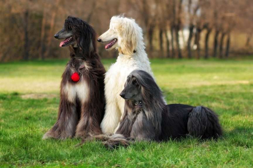 AFGHAN HOUND Online-Puzzle