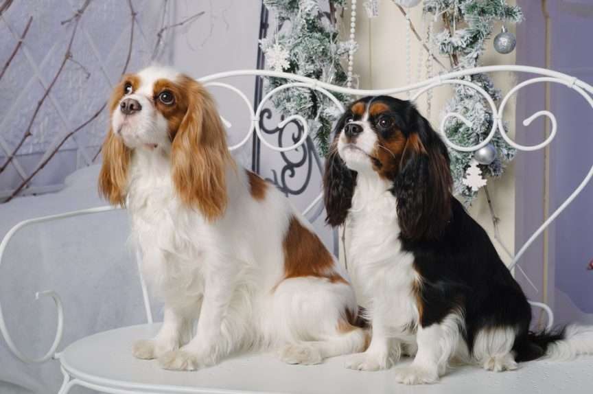 CAVALIER KING CHARLES SPANIEL puzzle online