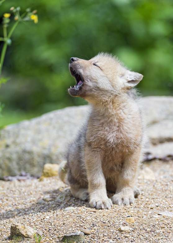 Kis farkas kirakós online