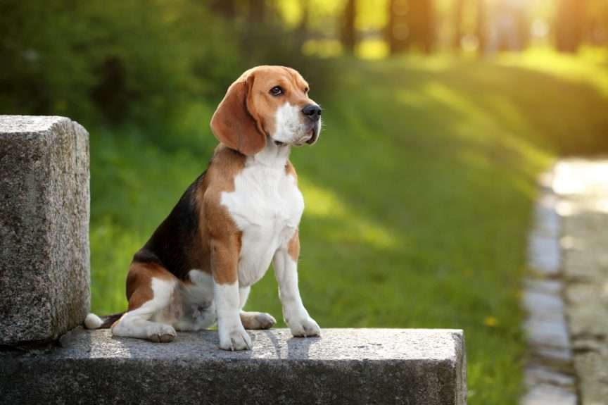 Perro beagle rompecabezas en línea
