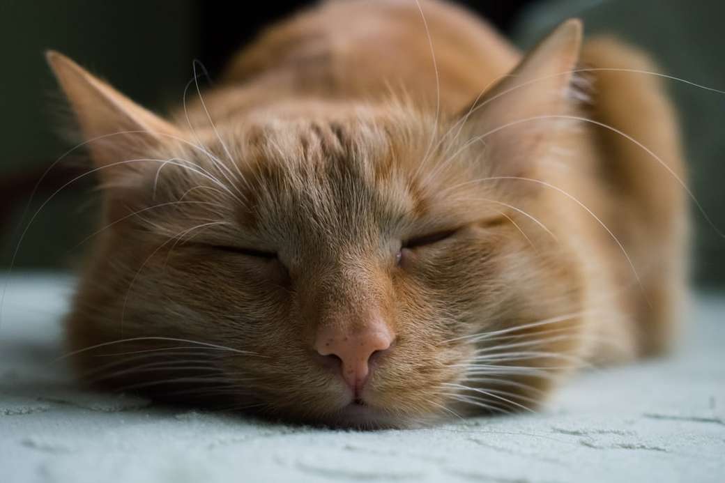 orange getigerte Katze, die auf weißem Textil schläft Online-Puzzle
