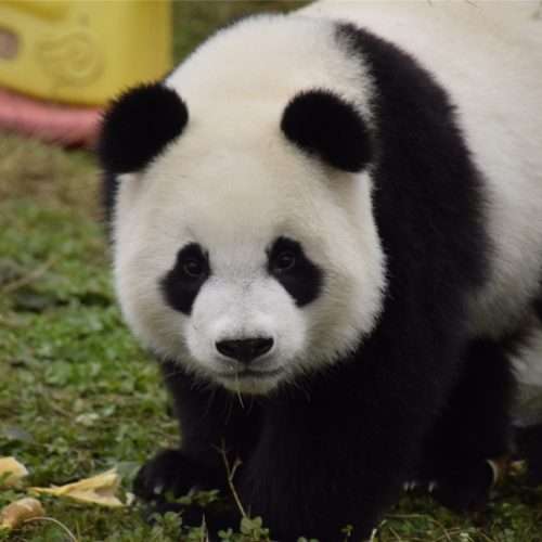 En vuxen panda pussel på nätet