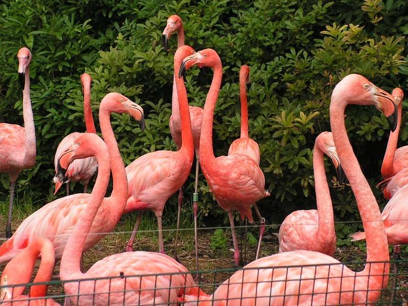 Flamingo's online puzzel