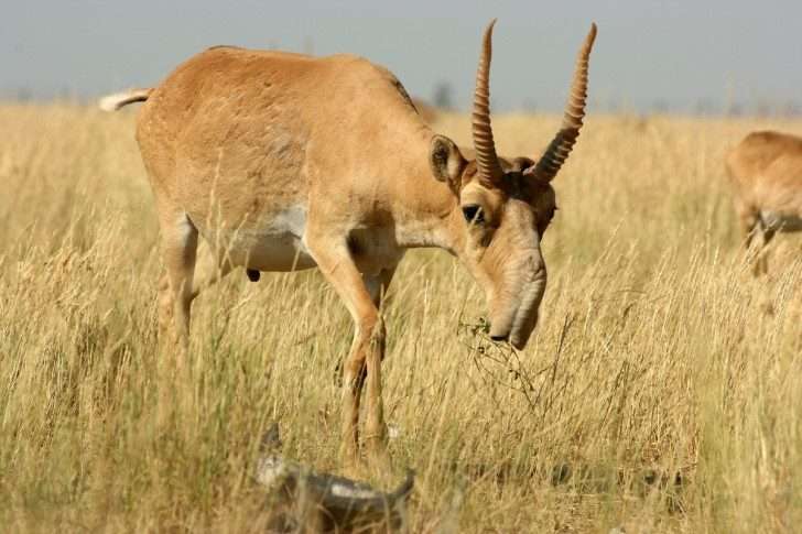 Antilopes Saiga puzzle en ligne