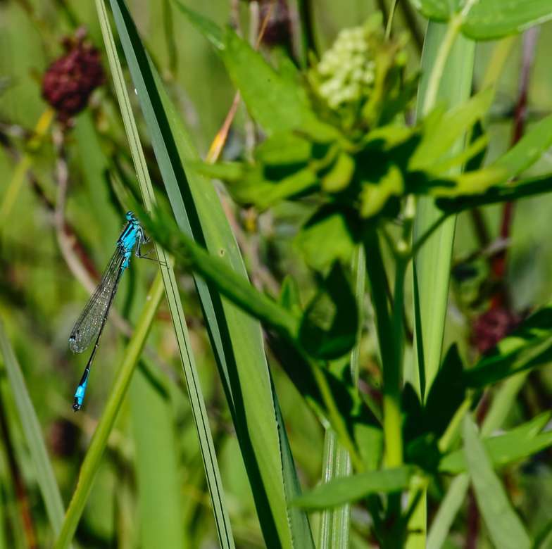 blue damselfly perched on green plant during daytime jigsaw puzzle online