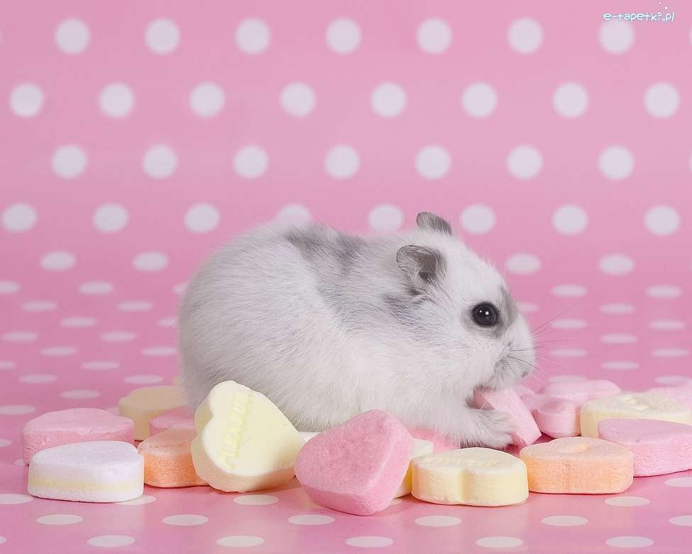 Der Hamster isst Süßigkeiten Online-Puzzle